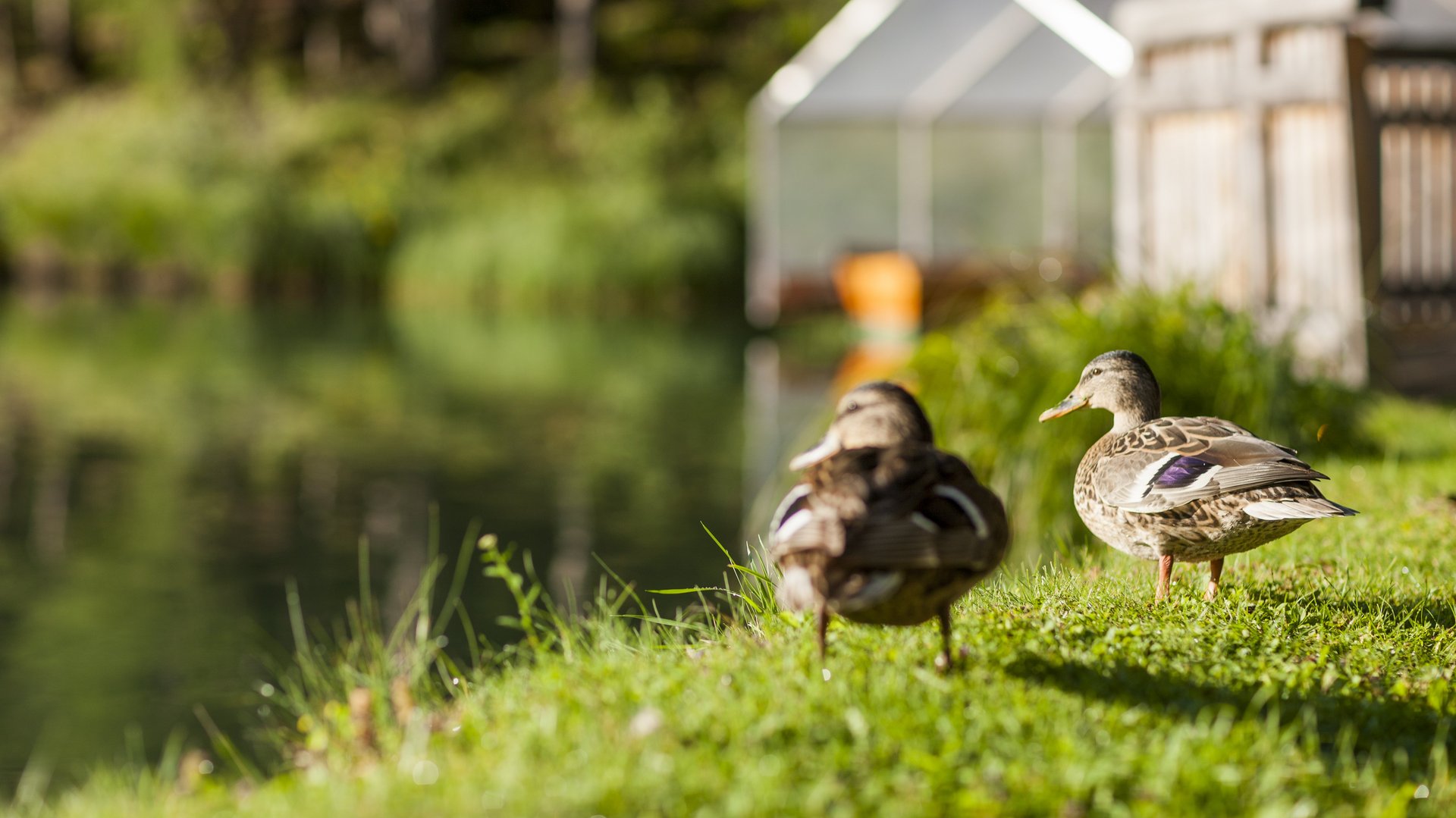 Enten am See Zwei Enten spazieren am grünen Ufer eines idyllischen Sees entlang.